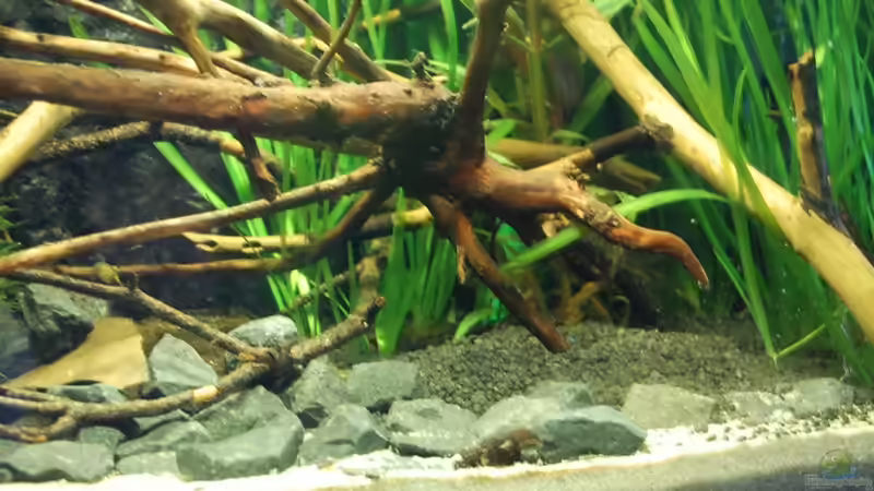 Dekoration im Aquarium Aufzucht Rocio (nur noch Beispiel) von ml69 (11)