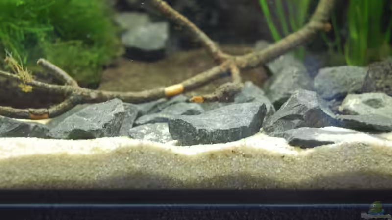 Dekoration im Aquarium Aufzucht Rocio (nur noch Beispiel) von ml69 (9)