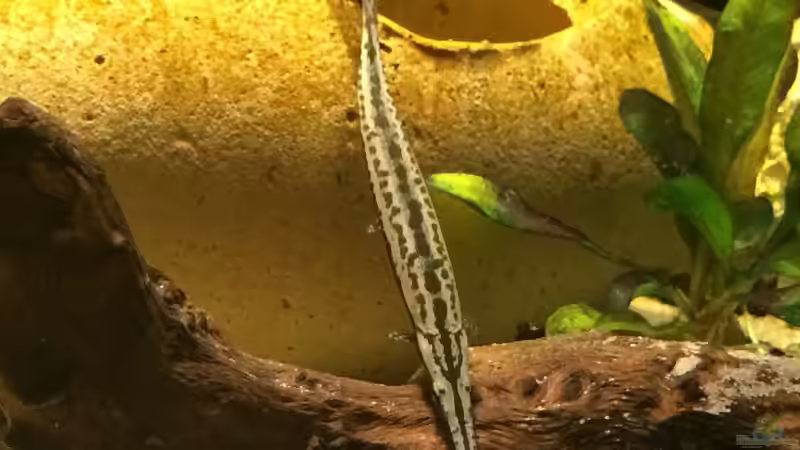 Dekoration im Aquarium Baby Knochenhechte von Captain Gü (8)