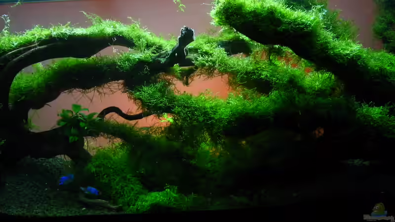 Dekoration im Aquarium Bachlauf im Tiefsten Jungle /Nur noch Beispiel von johnK (17)