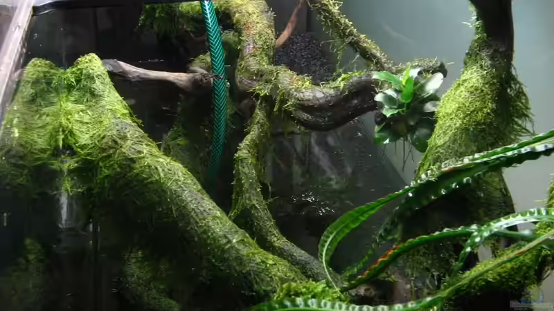 Dekoration im Aquarium Bachlauf im Tiefsten Jungle /Nur noch Beispiel von johnK (24)