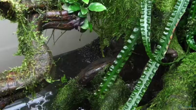 Dekoration im Aquarium Bachlauf im Tiefsten Jungle /Nur noch Beispiel von johnK (25)