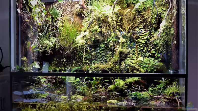 Dekoration im Aquarium Bachlauf-Paludarium (gibts so nicht mehr) von Junglist (69)