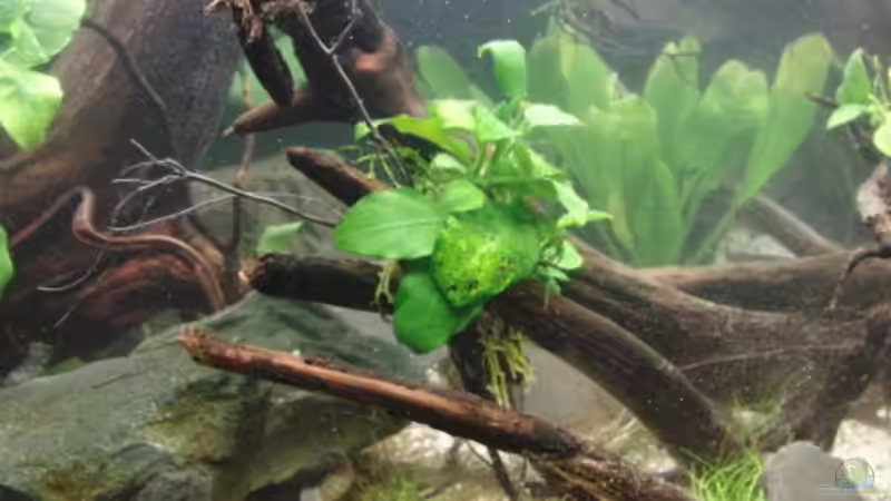 Dekoration im Aquarium Back to Natur von Make (12)