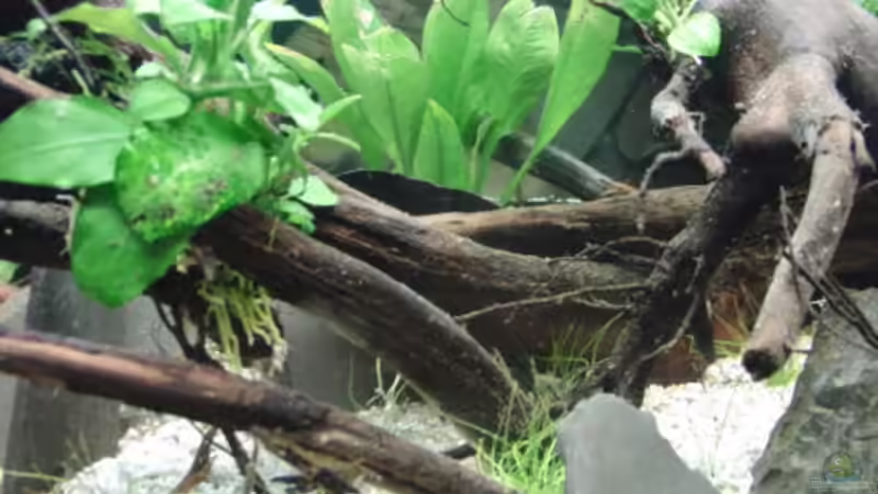 Dekoration im Aquarium Back to Natur von Make (17)