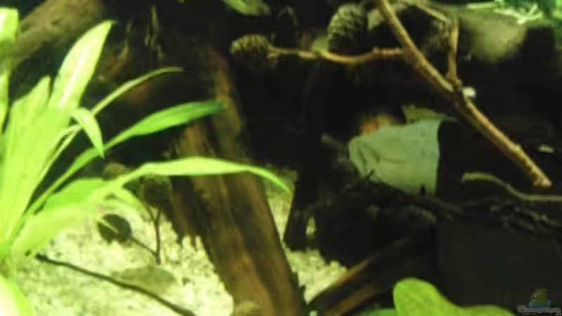 Dekoration im Aquarium Back to Natur von Make (18)