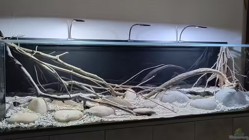 Dekoration im Aquarium Back to the roots - Restart von Blackwater (9)