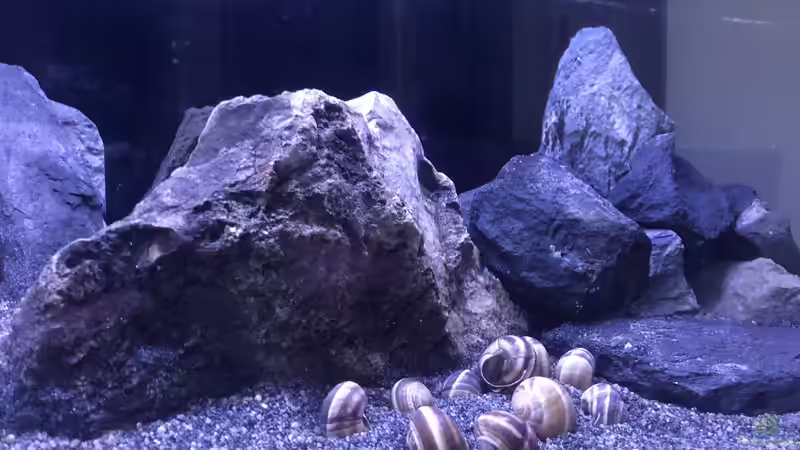 Dekoration im Aquarium Back to the stones von der Steirer (2)