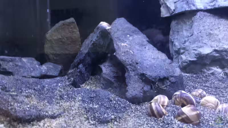 Dekoration im Aquarium Back to the stones von der Steirer (3)