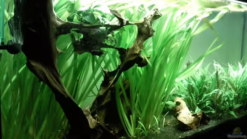 Dekoration im Aquarium Barschbecken von Inot (4)