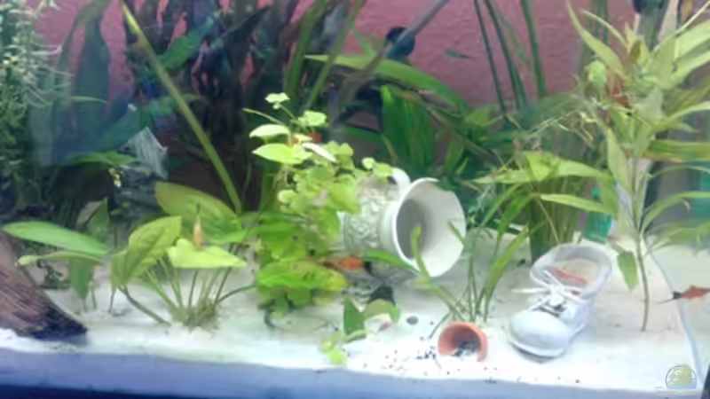 Dekoration im Aquarium bearbeitung es kommt ein neues mit 450L bilder sin von Ronny Lehmann (15)