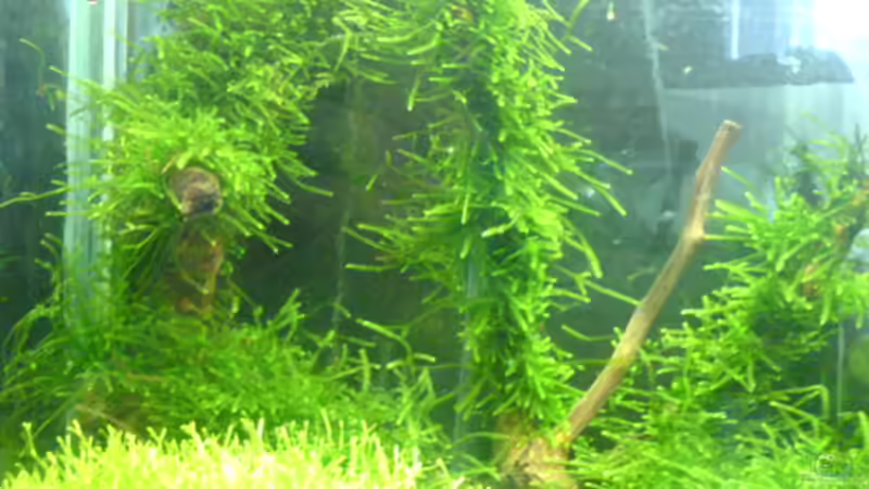 Dekoration im Aquarium Becken 10012 von lippe (4)