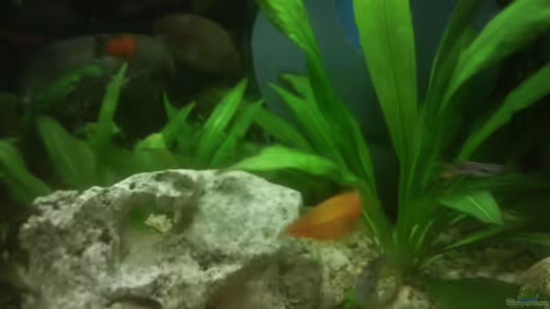 Dekoration im Aquarium Becken 10031 von Carlos Eduardo (9)