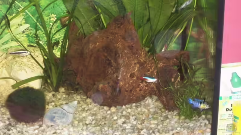 Dekoration im Aquarium Becken 10052 von Maximilian Liebl (10)