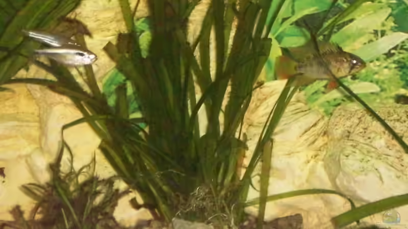 Dekoration im Aquarium Becken 10052 von Maximilian Liebl (11)