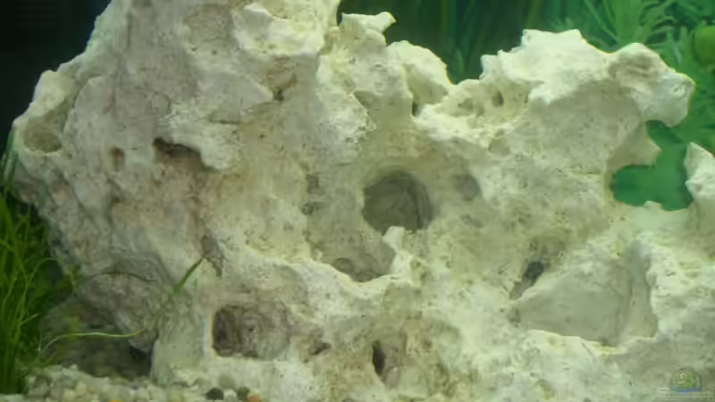 Dekoration im Aquarium Becken 10052 von Maximilian Liebl (9)