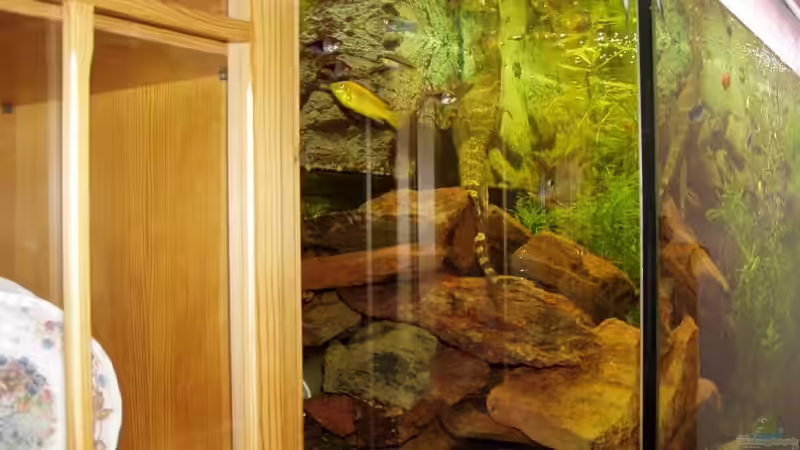 Dekoration im Aquarium Becken 1006 von Hardy Kullmann (2)