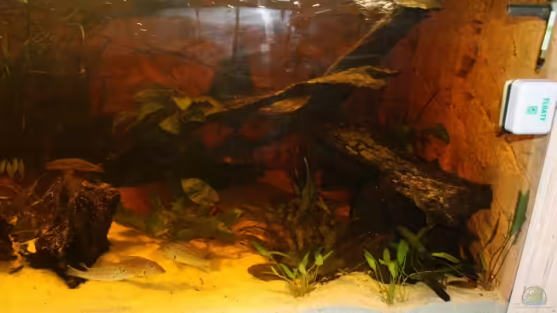 Dekoration im Aquarium Becken 10090 von Barbara Langenberger (11)