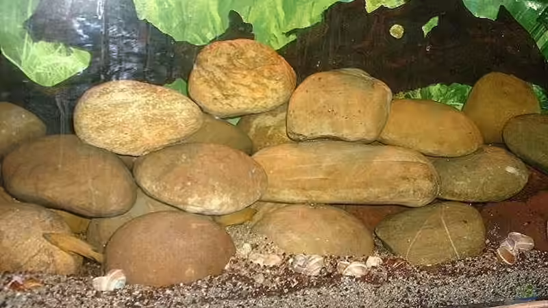 Dekoration im Aquarium Becken 101 von Christian Woring (2)