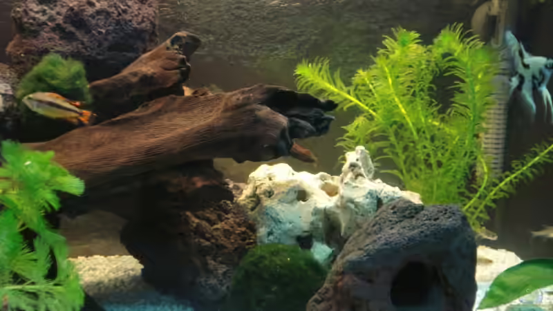 Dekoration im Aquarium Becken 10101 von stone (14)