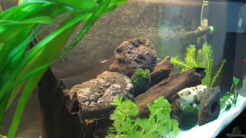 Dekoration im Aquarium Becken 10101 von stone (16)