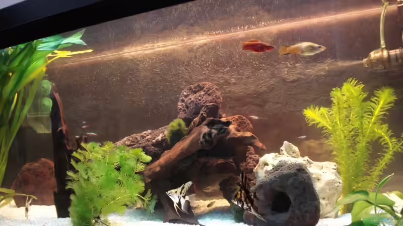 Dekoration im Aquarium Becken 10101 von stone (18)