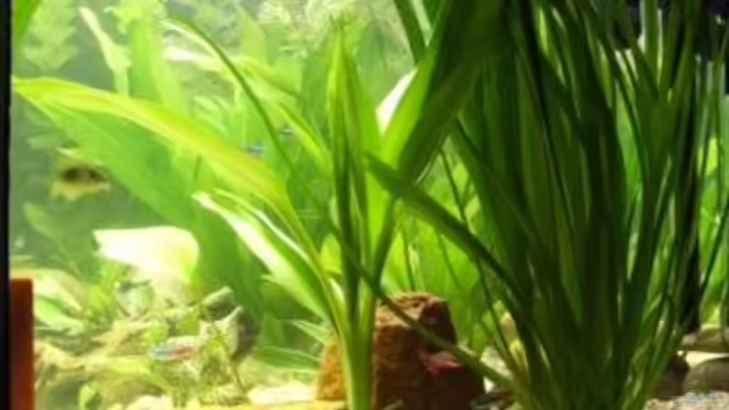 Dekoration im Aquarium Becken 10120 von Marco K. (5)