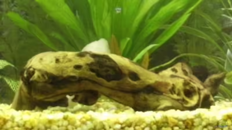 Dekoration im Aquarium Becken 10120 von Marco K. (7)