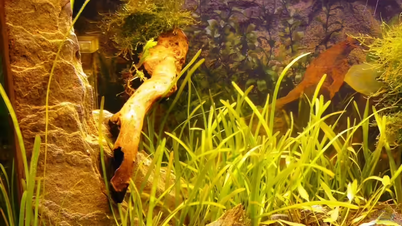 Dekoration im Aquarium Becken 10166 von A. G. (6)