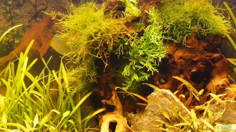 Dekoration im Aquarium Becken 10166 von A. G. (7)