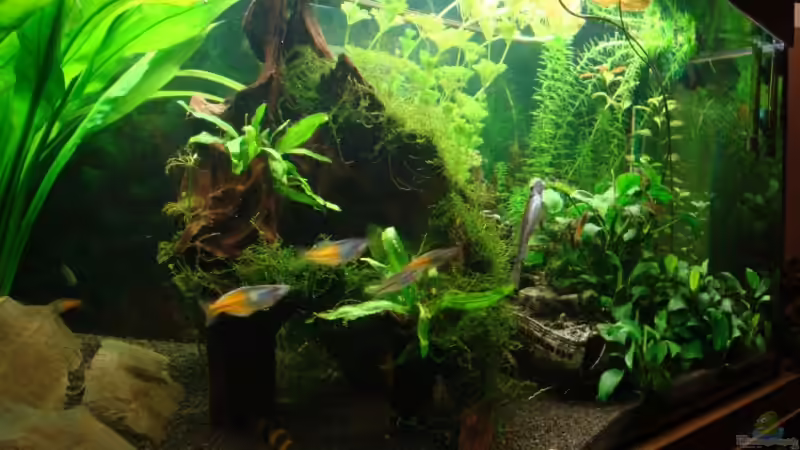 Dekoration im Aquarium Becken 10171 von Nils G. (4)