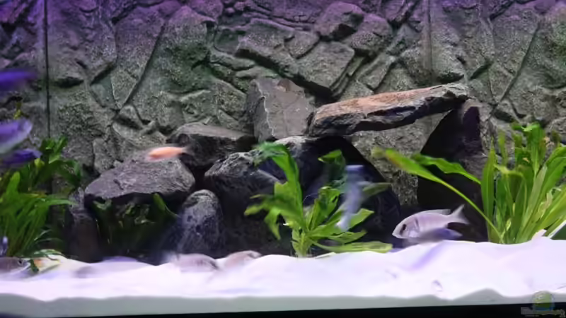 Dekoration im Aquarium Becken 10184 von Johannes Krieger (10)