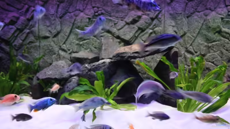 Dekoration im Aquarium Becken 10184 von Johannes Krieger (12)