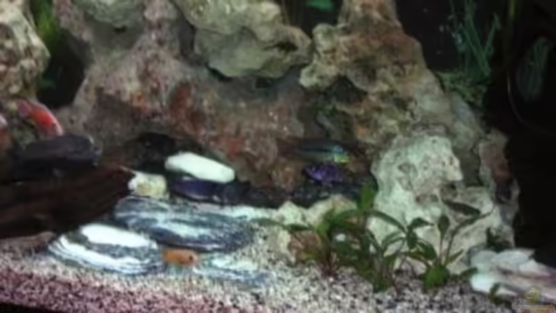 Dekoration im Aquarium Becken 10197 von gerryba (3)