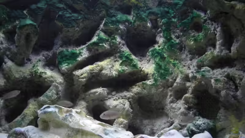 Dekoration im Aquarium Becken 10211 von Oliver Knönagel (5)