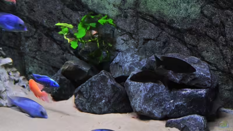 Dekoration im Aquarium Becken 1023 von Lars Schnabel (10)