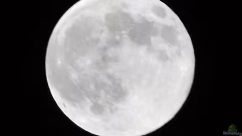 Dekoration im Aquarium Becken 1023 von Lars Schnabel (9)