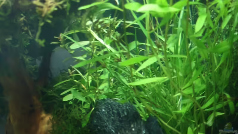 Dekoration im Aquarium Becken 10254 von quickmike (10)