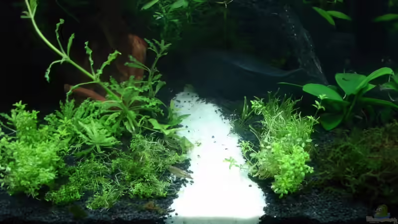 Dekoration im Aquarium Becken 10254 von quickmike (8)