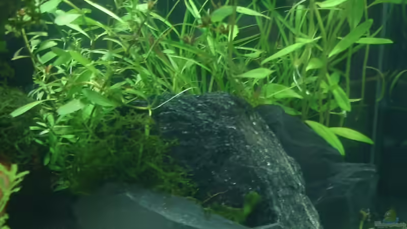 Dekoration im Aquarium Becken 10254 von quickmike (9)