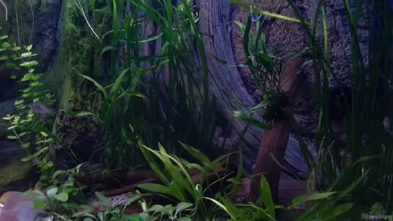 Dekoration im Aquarium Becken 10281 von Dirk72 (10)