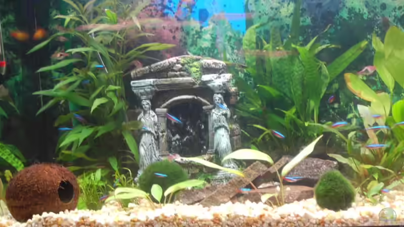 Dekoration im Aquarium Becken 10290 von Oli (13)