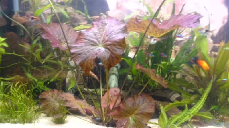 Dekoration im Aquarium Becken 10290 von Oli (14)