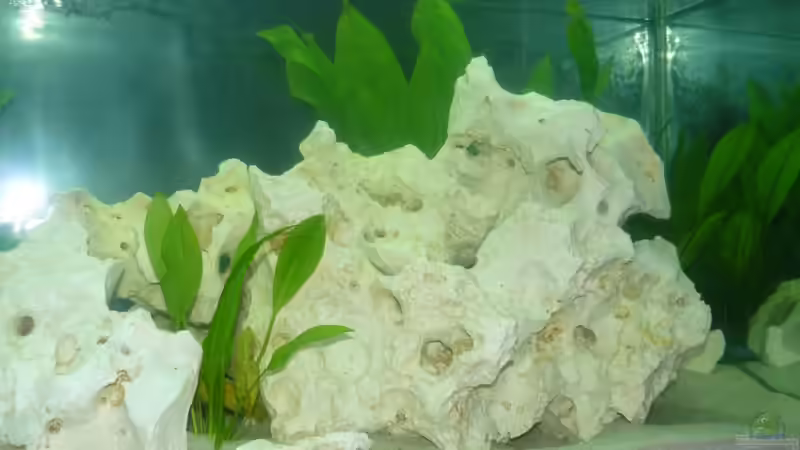 Dekoration im Aquarium Becken 10304 von wundi82 (3)