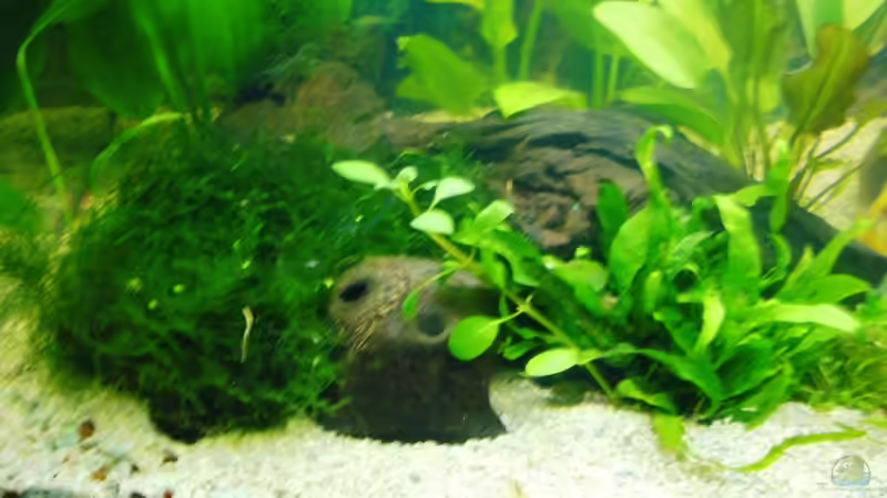 Dekoration im Aquarium Becken 10345 von AlexK (2)