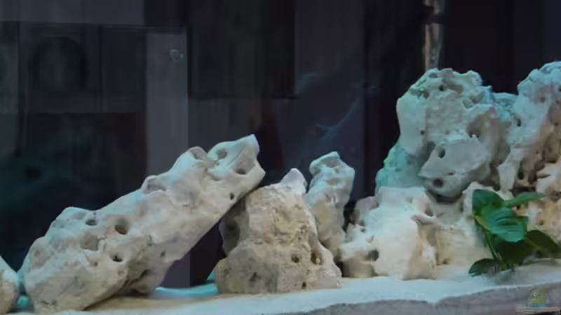 Dekoration im Aquarium Becken 1037 von Sascha Rikart (4)