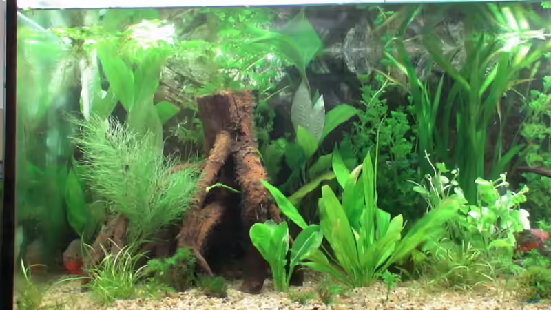 Dekoration im Aquarium Becken 10375 von oxmox78 (8)