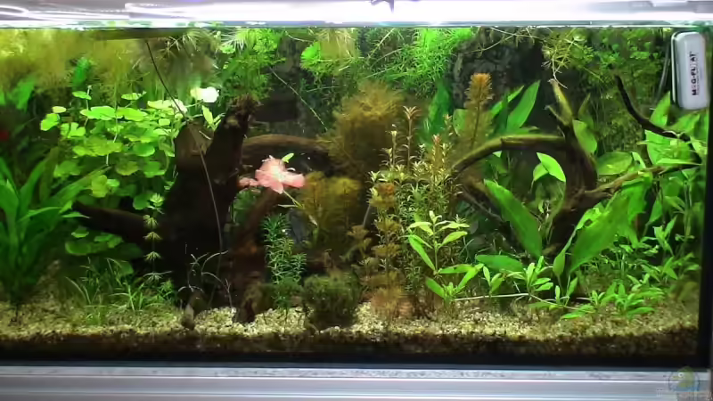 Dekoration im Aquarium Becken 10375 von oxmox78 (9)