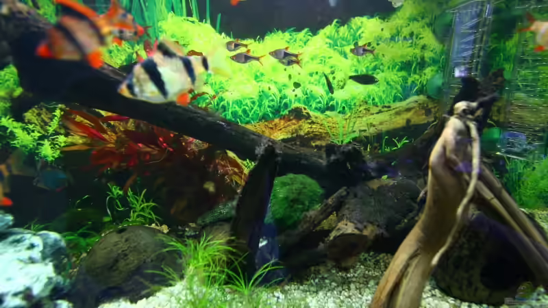 Dekoration im Aquarium Becken 10384 von Stefan K (15)