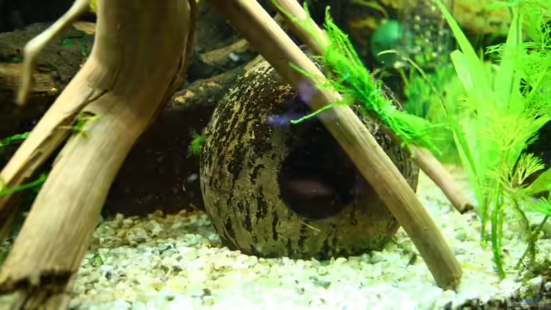 Dekoration im Aquarium Becken 10384 von Stefan K (16)